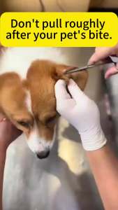 🐶1seconds Kills ticks🐱 tick and flea killer spary 510ml pet spray anti tick and flea Plant formula for cats and dogs Pet skin care Harmless and lickable anti garapata home effective tick and flea spray fleas and ticks spray for home