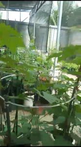 Anggur Import ROMEO: Cepat Berbuah & Bibit Hasil Stek