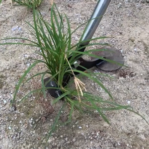 เครื่องมือถอนรากต้นไม้ เครื่องมือถอนรูต เครื่องมือถอนรากและถอนวัชพืชแบบโลหะทนทาน อเนกประสงค์ เครื่องมือย้ายต้นไม้ เหมาะสำหรับดอกไม้ ต้นกล้า และผัก ไม่มีมือจับ