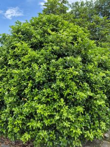 Cây Nguyệt Quế gốc to cao 60-80cm - cây cảnh phong thủy