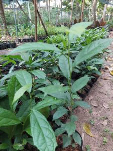 Cây xạ đen cao 25-35cm