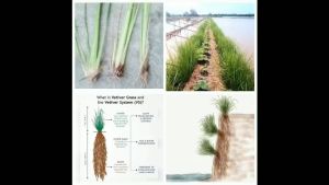 Cây cỏ Vetiver kì diệu chống xói mòn sạt lở xử lí nước ô nhiễm làm thức ăn gia súc Minh Hân Garden