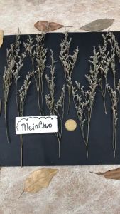 Bunga Kering Caspea Limonium Dried Flower Preserved Flower Aesthetic Dekorasi Rustik