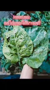 สารสกัดสะเดาเข้มข้น 100 มล.