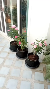 Non-woven fabric Grow bag กระถางผ้า สีดำขอบเขียว กระถางผ้าปลูกต้นไม้ ถุงปลูกต้นไม้ 1/2/3/5/7/10/12/15/20/30Gallon