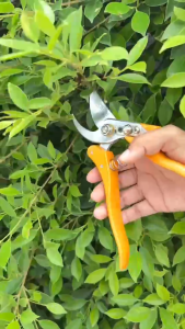 DINGQI กรรไกรตัดกิ่งไม้ 8 นิ้ว รุ่น 44212 กรรไกรแต่งกิ่ง