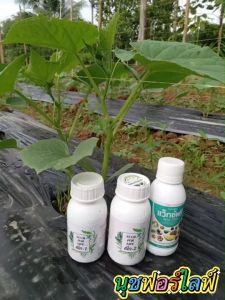นุชฟอร์ไลฟ์ ยกลัง ขนาด 500ซีซี 1 ลังมี 12 ขวดคละสูตรแถมสารจับใบ100cc 1 ขวด+เน็กเล็ก 4 ขวด /อาหารเสริมพืช/ปุ๋ยน้ำ