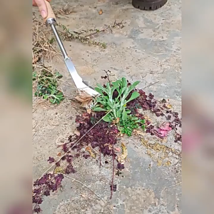 30cm Arit Potong Rumput Pemangkas Sabit Kapak Ganda Stainless Gagang Kayu