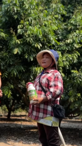 ช่วยพืชต้านแล้ง ปูมูล 200ลิตร บำรุงทางใบ ขนาด 1000 cc บีอาร์ตราโฟร์ดี ผสมได้ 200ลิตร สีดอก ผล เห็นผลไว