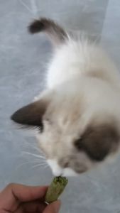 【8pcs/btl】Freeze Dried Cat Grass Stick 冻干猫草棒零食 Hairball Solution Healthy Cat Food /Catnip Snack (一包8根) 化毛 助排毛球