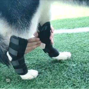 ราคายากของ ผ้ารัดขาสูงกว่า 25 นิ้ฉ์ บรรเทาอาการข้ออักเสบและเฝือกอ่อน ช่วยพยุงข้อ การใช้งานดิจิทัล ช่วยเพิ่มความสวยงาม ใช้ได้ทั้งพันธุ์เล็กและพันธุ์ใหญ่