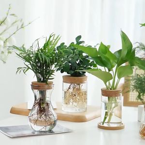High borosilicate glass hydroponic flower pot water raised green rose plant lazy ecological vase with lid table ornament