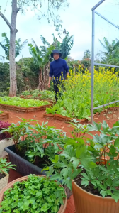 Hạt giống Cây Sâm Đương Quy – Gói 100 Hạt