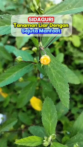 Daun Sidaguri Segar / Obat Herbal Daun Sidaguri Segar Alami