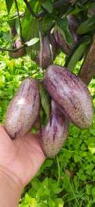 Buah Pepino/putt segar 1kg