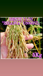 Benih bibit padi ZIZANIA ORIGINAL UNGGUL kemasan 5kg