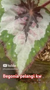 Tanaman Hias Daun Begonia Pelangi & Spa