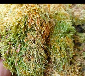 1 pack Dried Moss (Sphagnum Moss) Per Pack Good for plants hanging plants