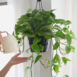 PREMIUM AROIDS SOILLESS POTTING MIX 4L