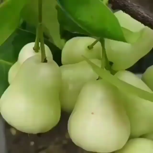 BIBIT JAMBU AIR MADU DELI HIJAU Jambu MDH Hasil Okulasi