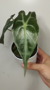 Alocasia Venom (อโลคาเซีย เวนอม) ต้นไม้อนุบาลแล้ว