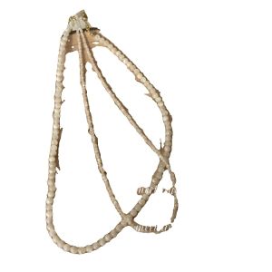 Princess Style Layered Shell Bead Necklace White Pearl Seedling Simple High-End Sensation Collarbone Chain Sweet Style Womens Jewelry