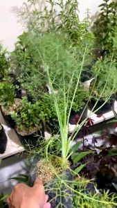 Bibit Dill Adas Sowa - Tanaman Herbal Daun Dill Tinggi Bibit 20-30 cm
