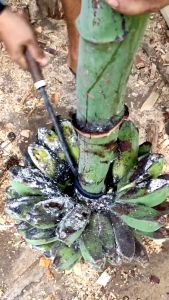 Alat Untuk Menyisir/Memisahkan Pisang