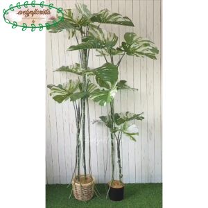Pohon Hias Monstera Variegata T170 & T170 Latex Pot Dasar Hitam Cover Rotan
