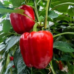 10 BUTIR BIJI BENIH TANAMAN PAPRIKA WARNA MERAH