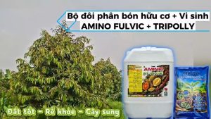 Bộ đôi Phân bón hữu cơ tưới gốc [1 can AMINO FULVIC + 4 gói TRIPOLLY]: cung cấp dinh hữu cơ - vi sinh - vi lượng giúp Đất Tốt - Rễ Khỏe - Cây Sung