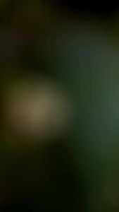 Red Root Floater/ Floating Plants/ Aquatic Plants/ Fresh Green Water Plants for Pond Decoration