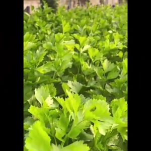 RAINBOWHORSE 🇹🇭 ผักซอง ม้ารุ้ง Z3/5 สลัดกรีนโอ๊ค เมล็ดพันธุ์ ผักซอง เมล็ดพันธุ์ผัก เมล็ดผัก ผักสวนครัว ตรา