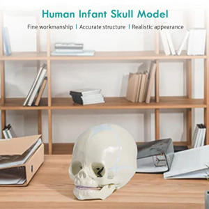 【READY STOCK】Human Skull Model/Manusia Infant Bone Anatomy Teaching/Skull-Cerebral Joint Skeleton Model/Medical Teaching