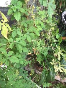20 Hạt giống mướp đắng rừng chuẩn giống