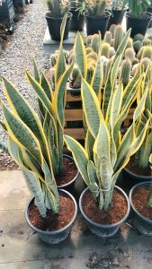 #ต้นลิ้นมังกรทอง #Sansevieria trifasciata Laurentii) ซึ่งเป็นหนึ่งในสายพันธุ์ของต้นลิ้นมังกร    ข้อมูลเพิ่มเติมเกี่ยวกับต้นลิ้นมังกรทอง: ลักษณะเด่น: มีใบยาวเรียวตั้งตรง สีเขียวเข้ม มีแถบสีเหลืองทองบริเวณขอบใบ  ประโยชน์: เป็นไม้ประดับที่ช่วยฟอกอากาศภายใน