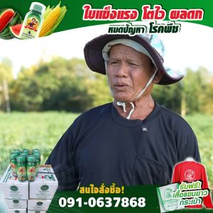 บำรุงพืชผัก พืชสวน พืชดอก พืชไร่ ไม้ผล ทุกชนิด ด้วยแพนต้าโกรว์ 500 ซีซี ปุ๋ยน้ำ พ่อใหญ่สัมฤทธิ์