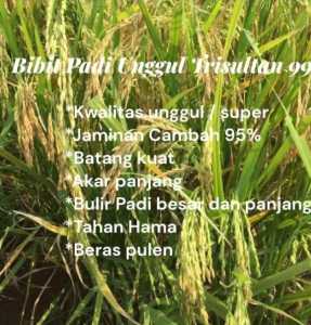 BENIH UNGGUL TRISULTAN 99