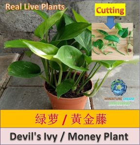 【Ready Stock/现货】Real Live Plant Devils Ivy/Money Plant 绿萝/黃金藤 (5pcs Keratan Batang/Cutting)