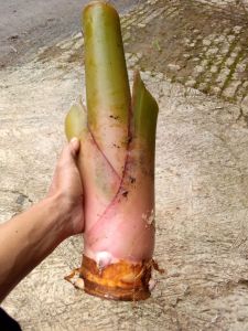 Bibit Mahkota Talas Beneng