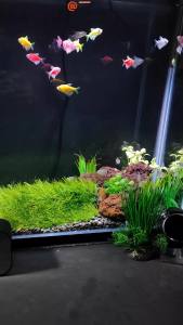 Rumput Sinetis Aquarium Ukuran 40cm x 20cm - dekorasi aquarium dan aquascape terlaris