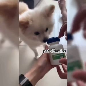 Pet Dog Supplement Cat Vitamin Multivitamin Probiotics Beauty Hair Bulu Bone Calcium 180pcs Vitamin