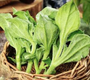 Hạt giống rau tuyết sương rau kim cương