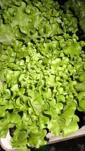 Vegetable Seeds Botanically Multiple Choices of Vegetable Seeds Pechay Ampalaya Patola Sili Etc