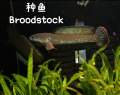 Channa blue bengal 酒红雷龙 (live fish ikan hidup 观赏鱼). 