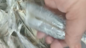 Dried Bugew Ala Jeproks NO SALT