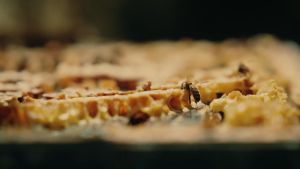 Settlers Honey Manuka UMF 7+ (500g) 100% Pure New Zealand 纯麦卢卡蜂蜜 Madu Asli Tulen Deep Sleep 睡眠 Tidur Nyenyak Lena 纽西兰 Immunity Relax Stress Anxiety Calm Happy Energy Adult Child Children Grow Strong Kuat 成人 小孩 压力 免疫力 成长