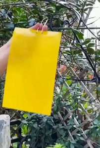 [พร้อมส่ง]แผ่นกาวดักแมลง (สีเหลือง) กับดักแมลงกินผัก กาวดักแมลงวัน มีกาวในตัว มีให้เลือกหลายขนาด แพ็คละ 50/100แผ่น ดักแมลงศัตรูพืช กาวดัก ทนแดด กันฝุ่น กาวทนแดดฝนรุ่นพิเศษ ไม่ต้องใช้เคมี แผ่นกาวดักจับแมลง กาว 2 หน้า กระดาษจับแมลง sticky fly bug trap