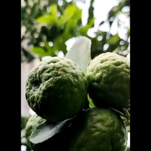 Bibit Tanaman Jeruk Purut Daun Bumbu / Jeruk Sambal Murah