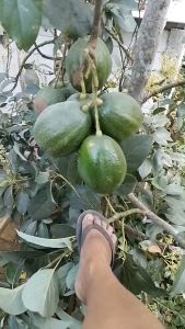 PROMO BELI 2 GRATIS 2 / Alpukat Kendil / Markus | Jaminan Cepat Berbuah /BIBIT OKULASI / SAMBUNG PUCUK